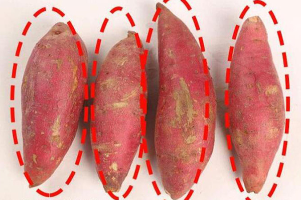 紅薯長(zhǎng)的好還是圓的好 長(zhǎng)的好 紅薯長(zhǎng)的好還是圓的好 長(zhǎng)的好