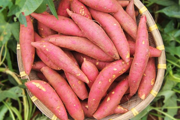 紅薯長(zhǎng)的好還是圓的好 長(zhǎng)的好 紅薯長(zhǎng)的好還是圓的好 長(zhǎng)的好