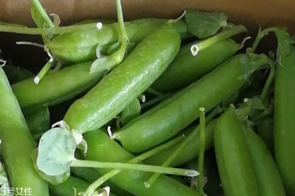 豌豆為什么生蟲 居然是這樣 豌豆為什么生蟲 居然是這樣