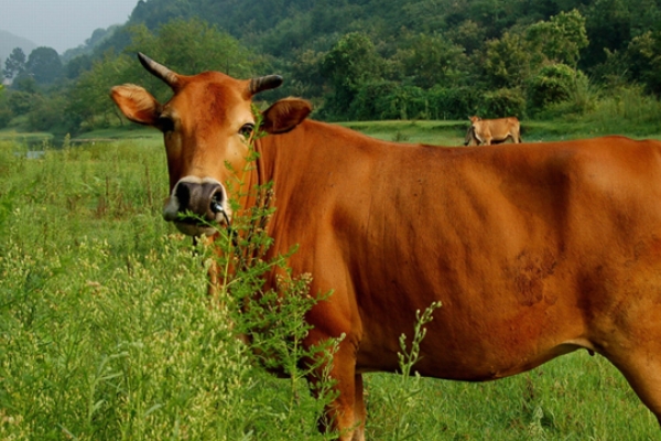 牛肉很難熟嗎 做牛肉有技巧 牛肉很難熟嗎 做牛肉有技巧