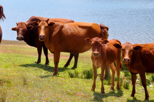 牛肉很難熟嗎 做牛肉有技巧 牛肉很難熟嗎 做牛肉有技巧