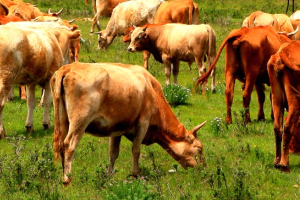 牛肉很難熟嗎 做牛肉有技巧 牛肉很難熟嗎 做牛肉有技巧