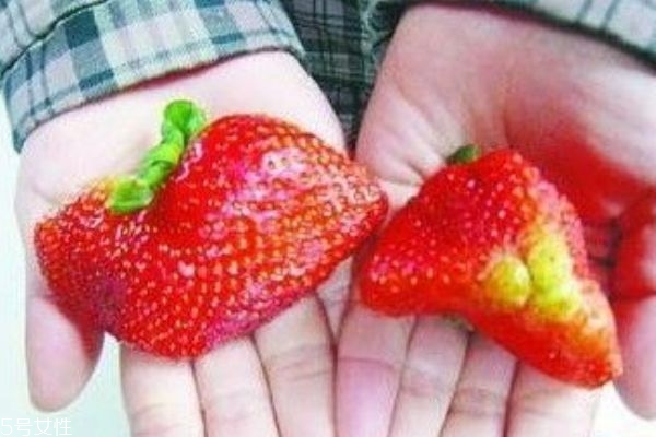 如何挑選草莓 4步教你挑選出最好的草莓 如何挑選草莓 4步教你挑選出最好的草莓