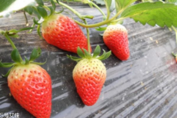 如何挑選草莓 4步教你挑選出最好的草莓 如何挑選草莓 4步教你挑選出最好的草莓