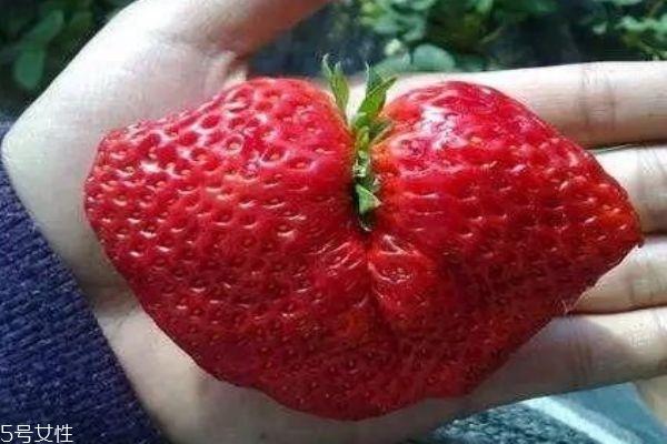 怎么辨別打激素的草莓 吃草莓的注意事項(xiàng) 怎么辨別打激素的草莓 吃草莓的注意事項(xiàng)