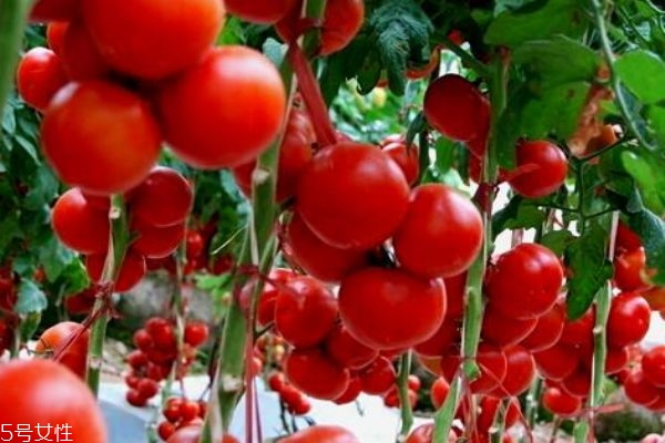 千禧果是轉基因嗎 千禧果和圣女果區(qū)分方法