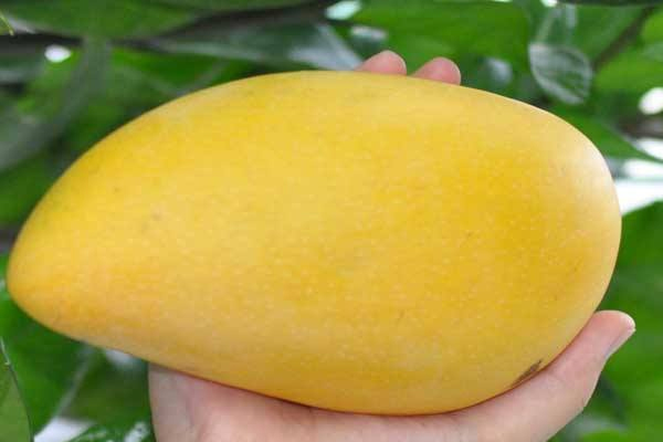 芒果捏軟了還能吃嗎 時(shí)間一長就會發(fā)爛