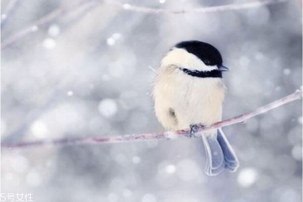 冬季養(yǎng)生如何做 冬季養(yǎng)生要點(diǎn) 冬季養(yǎng)生如何做 冬季養(yǎng)生要點(diǎn)