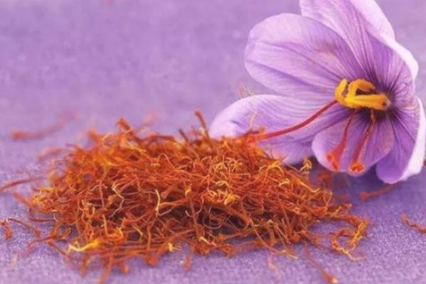 哪類人群不能服用藏紅花 喝藏紅花有很多好處 哪類人群不能服用藏紅花 喝藏紅花有很多好處