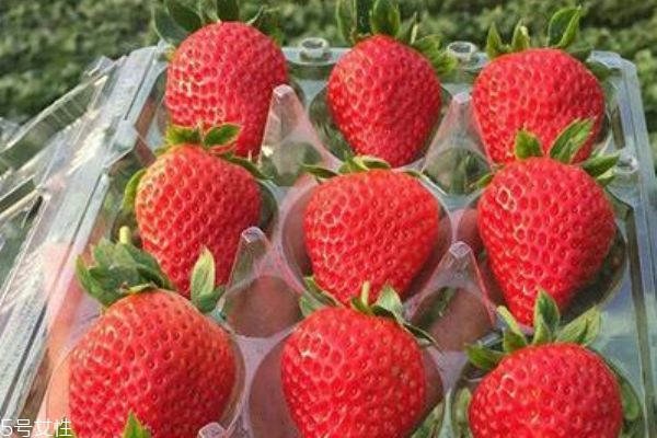 紅顏草莓是轉(zhuǎn)基因嗎 不是轉(zhuǎn)基因草莓 紅顏草莓是轉(zhuǎn)基因嗎 不是轉(zhuǎn)基因草莓