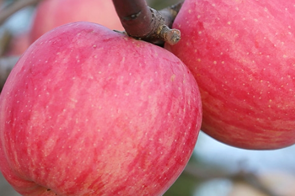 紅富士在多少度會凍壞 零下就會壞 紅富士在多少度會凍壞 零下就會壞