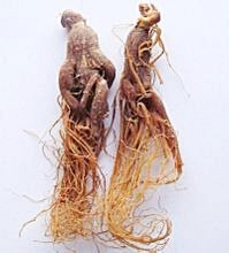 人參的種類有哪些 常見(jiàn)的三種人參 人參的種類有哪些 常見(jiàn)的三種人參