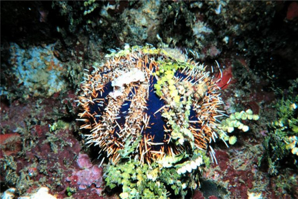 臺(tái)灣和日本常見食用海膽種類