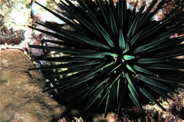 臺(tái)灣和日本常見食用海膽種類