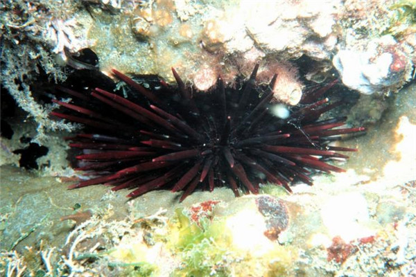 臺(tái)灣和日本常見食用海膽種類