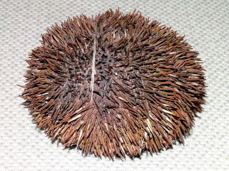 臺(tái)灣和日本常見食用海膽種類