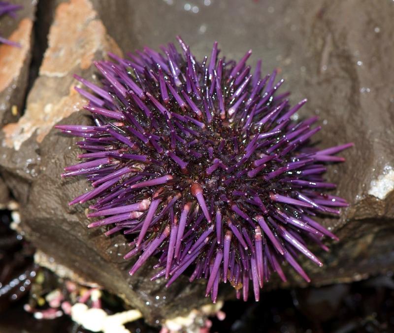 臺(tái)灣和日本常見食用海膽種類