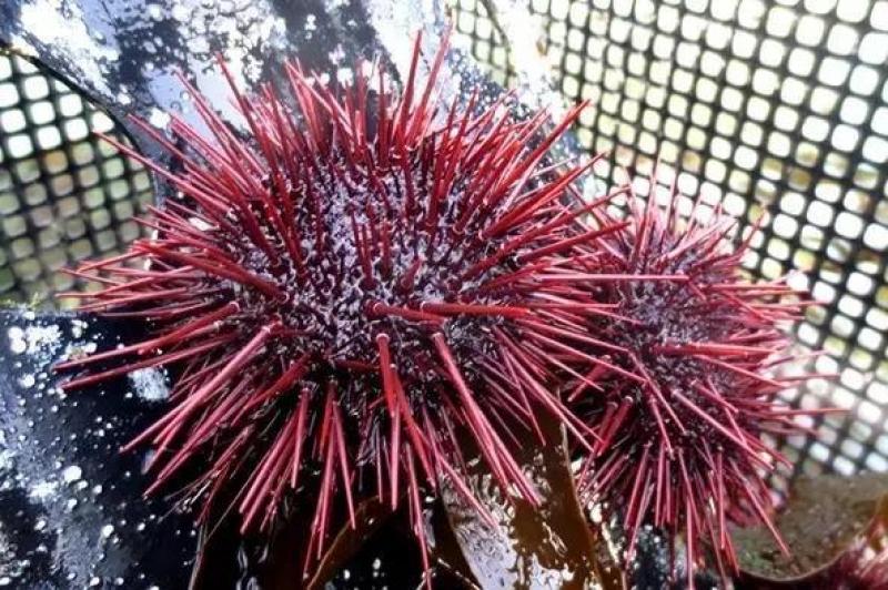 臺(tái)灣和日本常見食用海膽種類