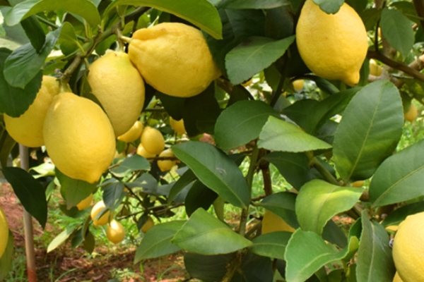 檸檬有甜的嗎 有這個(gè)品種 檸檬有甜的嗎 有這個(gè)品種
