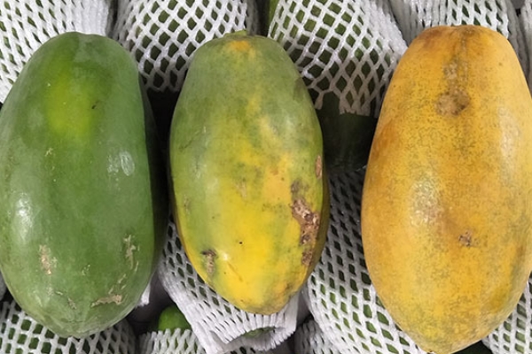 木瓜是什么季節(jié)的 一年四季都有 木瓜是什么季節(jié)的 一年四季都有