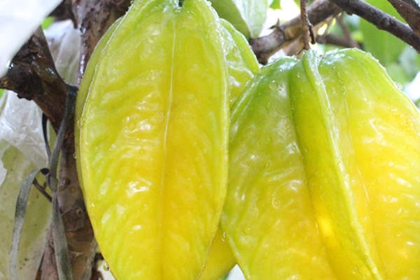 楊桃是哪里的特產(chǎn) 原產(chǎn)于印度 楊桃是哪里的特產(chǎn) 原產(chǎn)于印度