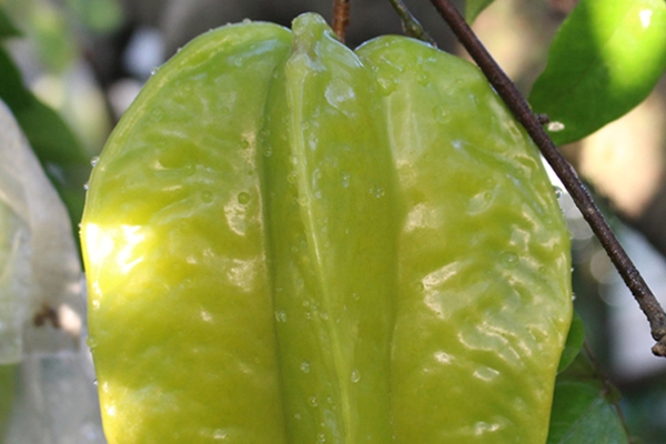 楊桃是哪里的特產(chǎn) 原產(chǎn)于印度 楊桃是哪里的特產(chǎn) 原產(chǎn)于印度