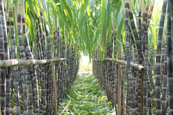 甘蔗怎么吃 有四種吃法 甘蔗怎么吃 有四種吃法