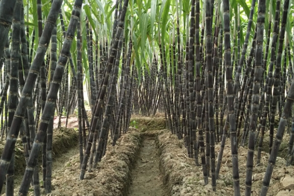 甘蔗會(huì)開花嗎 開花甘蔗并不好