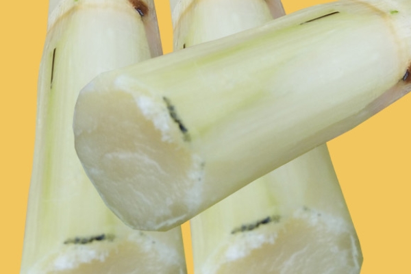 甘蔗會(huì)回奶嗎 少吃為妙 甘蔗會(huì)回奶嗎 少吃為妙