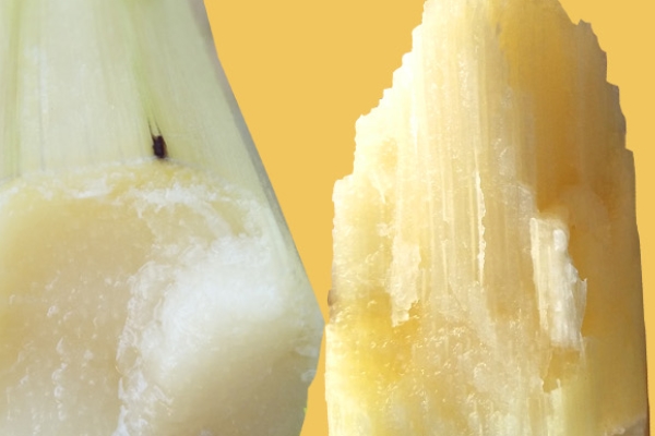 甘蔗會(huì)回奶嗎 少吃為妙 甘蔗會(huì)回奶嗎 少吃為妙