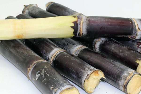 甘蔗會(huì)回奶嗎 少吃為妙 甘蔗會(huì)回奶嗎 少吃為妙