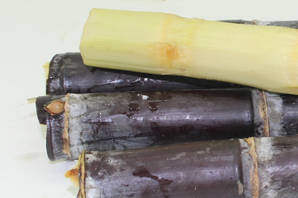 甘蔗哪個部位最甜 當(dāng)然是這里了 甘蔗哪個部位最甜 當(dāng)然是這里了