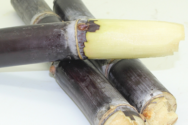 甘蔗哪個部位最甜 當(dāng)然是這里了 甘蔗哪個部位最甜 當(dāng)然是這里了