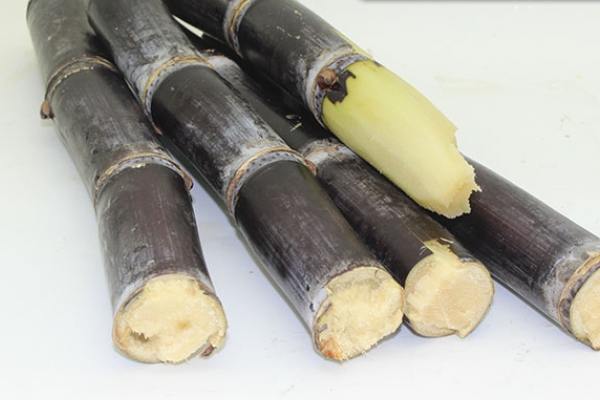 甘蔗哪個部位最甜 當(dāng)然是這里了 甘蔗哪個部位最甜 當(dāng)然是這里了