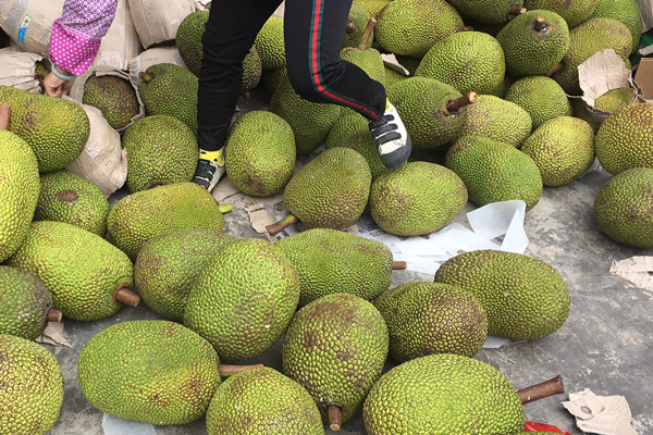菠蘿蜜越大越好吃嗎 菠蘿蜜是否越大越好 菠蘿蜜越大越好吃嗎 菠蘿蜜是否越大越好