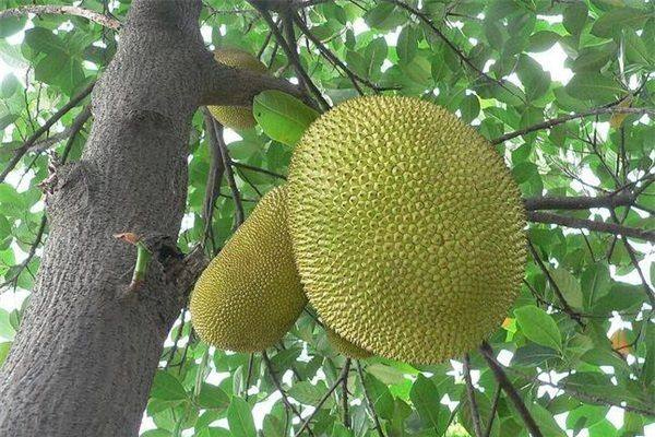 菠蘿蜜什么顏色是熟的 成熟的菠蘿蜜顏色 菠蘿蜜什么顏色是熟的 成熟的菠蘿蜜顏色