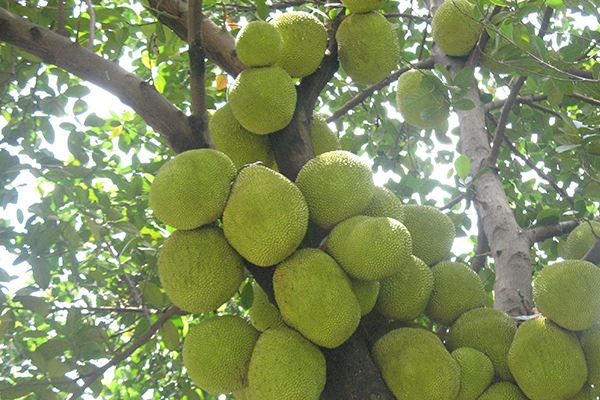菠蘿蜜什么顏色是熟的 成熟的菠蘿蜜顏色 菠蘿蜜什么顏色是熟的 成熟的菠蘿蜜顏色