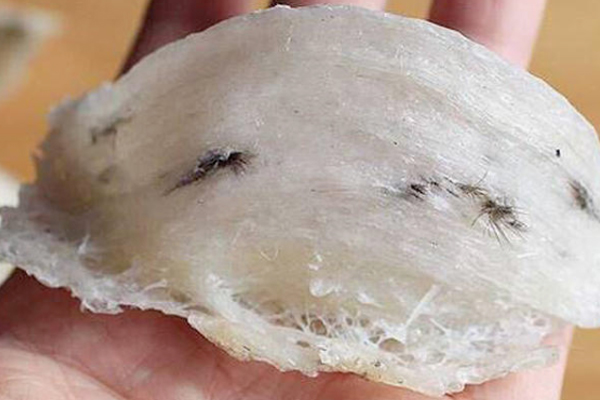 毛燕窩好嗎 不宜長期食用 毛燕窩好嗎 不宜長期食用