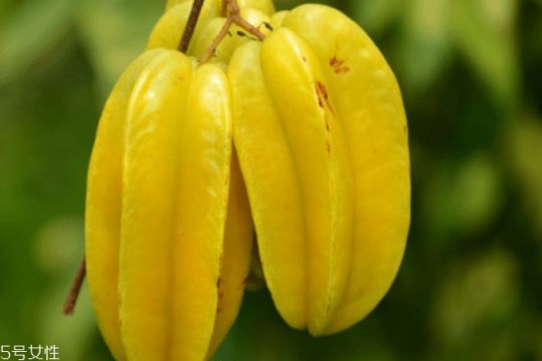 楊桃的皮可不可以吃 楊桃怎么洗才干凈 楊桃的皮可不可以吃 楊桃怎么洗才干凈