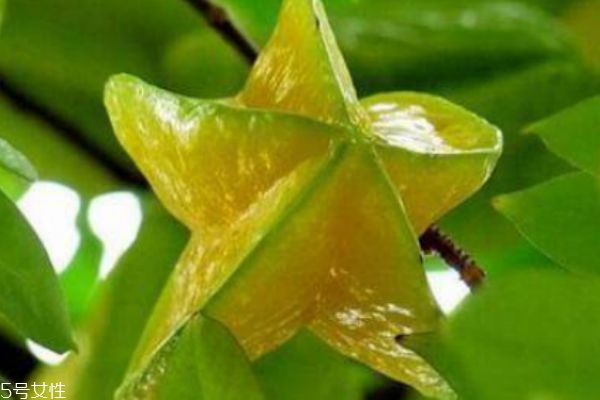 楊桃的皮可不可以吃 楊桃怎么洗才干凈 楊桃的皮可不可以吃 楊桃怎么洗才干凈