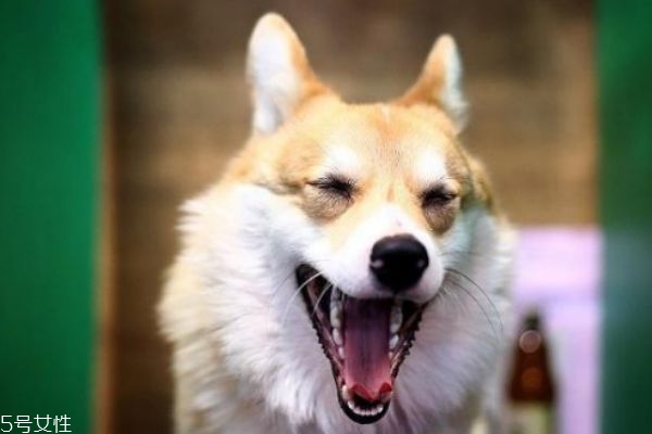 懷孕能養(yǎng)狗嗎 懷孕養(yǎng)狗注意事項 懷孕能養(yǎng)狗嗎 懷孕養(yǎng)狗注意事項