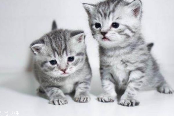 懷孕能養(yǎng)貓嗎 懷孕養(yǎng)貓注意事項(xiàng) 懷孕能養(yǎng)貓嗎 懷孕養(yǎng)貓注意事項(xiàng)