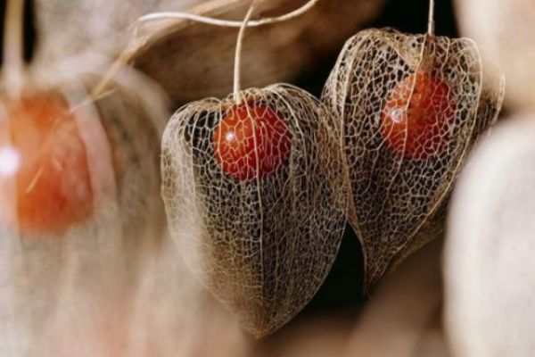 姑娘果泡酒的功效 姑娘果怎么泡酒 姑娘果泡酒的功效 姑娘果怎么泡酒