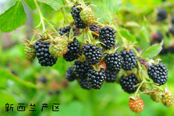 黑莓水果產自什么地方 全球4大產地pk 黑莓水果產自什么地方 全球4大產地pk