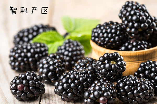 黑莓水果產自什么地方 全球4大產地pk 黑莓水果產自什么地方 全球4大產地pk