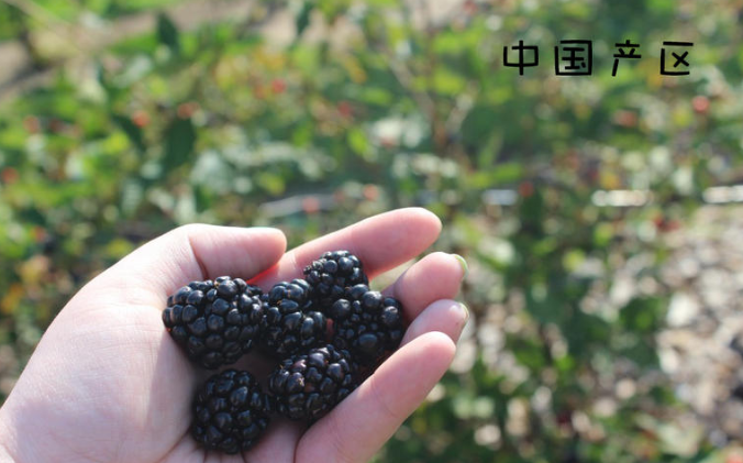 黑莓水果產自什么地方 全球4大產地pk 黑莓水果產自什么地方 全球4大產地pk