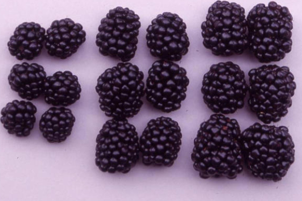 黑莓和樹莓的區(qū)別 黑莓和樹莓對比圖 黑莓和樹莓的區(qū)別 黑莓和樹莓對比圖