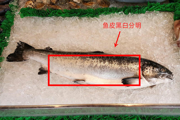 如何判斷三文魚(yú)是否新鮮 三文魚(yú)新鮮判斷方法 如何判斷三文魚(yú)是否新鮮 三文魚(yú)新鮮判斷方法