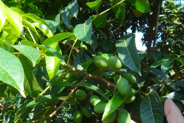 橄欖是檳榔嗎 并不是一個東西 橄欖是檳榔嗎 并不是一個東西