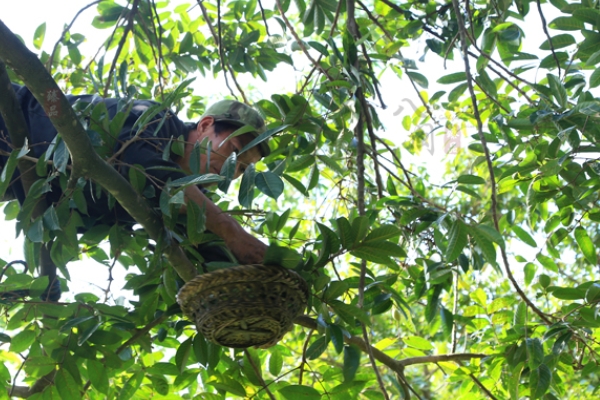 橄欖是檳榔嗎 并不是一個東西 橄欖是檳榔嗎 并不是一個東西